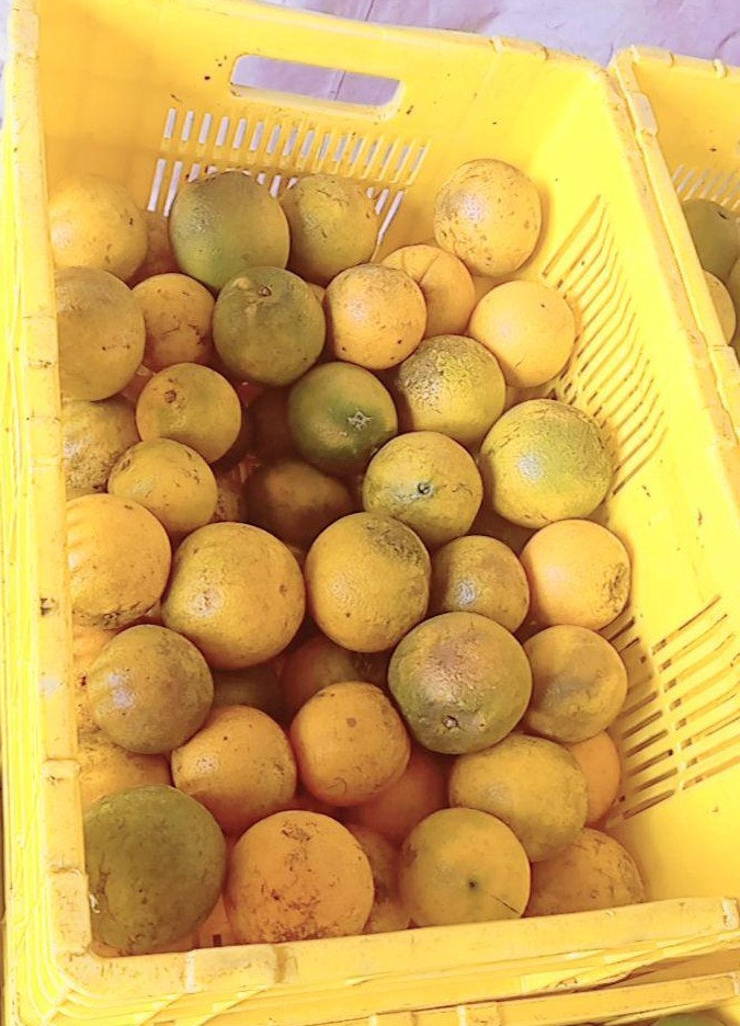 Seedless Oranges 15kgs
