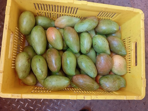 Ngowe Mangoes (15kgs)