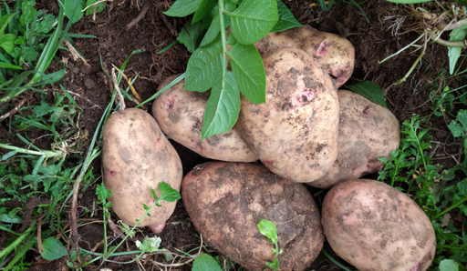 Sorted Potatoe 90-95kg 